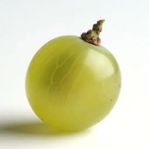 APULIA GRAPE