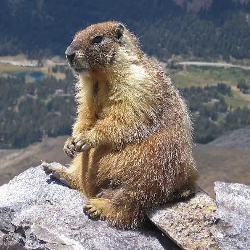Marmot Coin