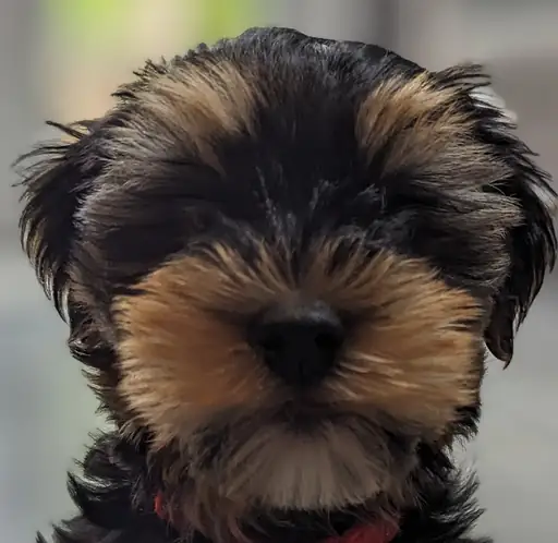 Ziggy
