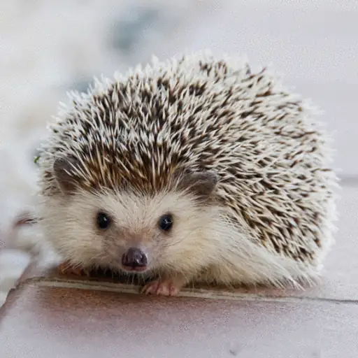 Hedgie Token