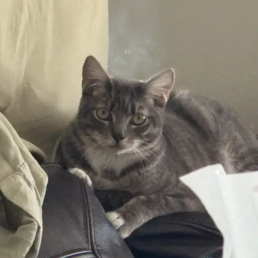 Indigo